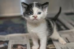 Shelter Stray Male Cat last seen CHARLOTTE, Charlotte, NC 28217