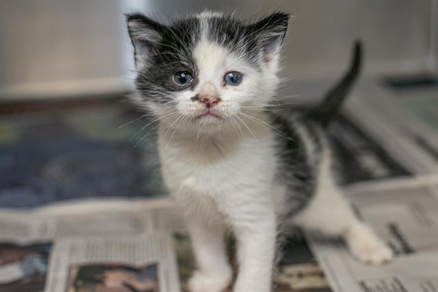 Shelter Stray Male Cat last seen CHARLOTTE, Charlotte, NC 28217