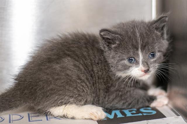 Shelter Stray Female Cat last seen CHARLOTTE, Charlotte, NC 28217