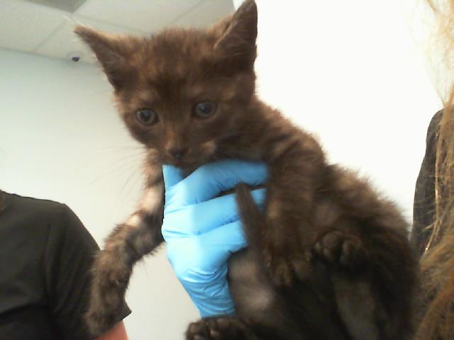Shelter Stray Male Cat last seen CHARLOTTE, Charlotte, NC 28217