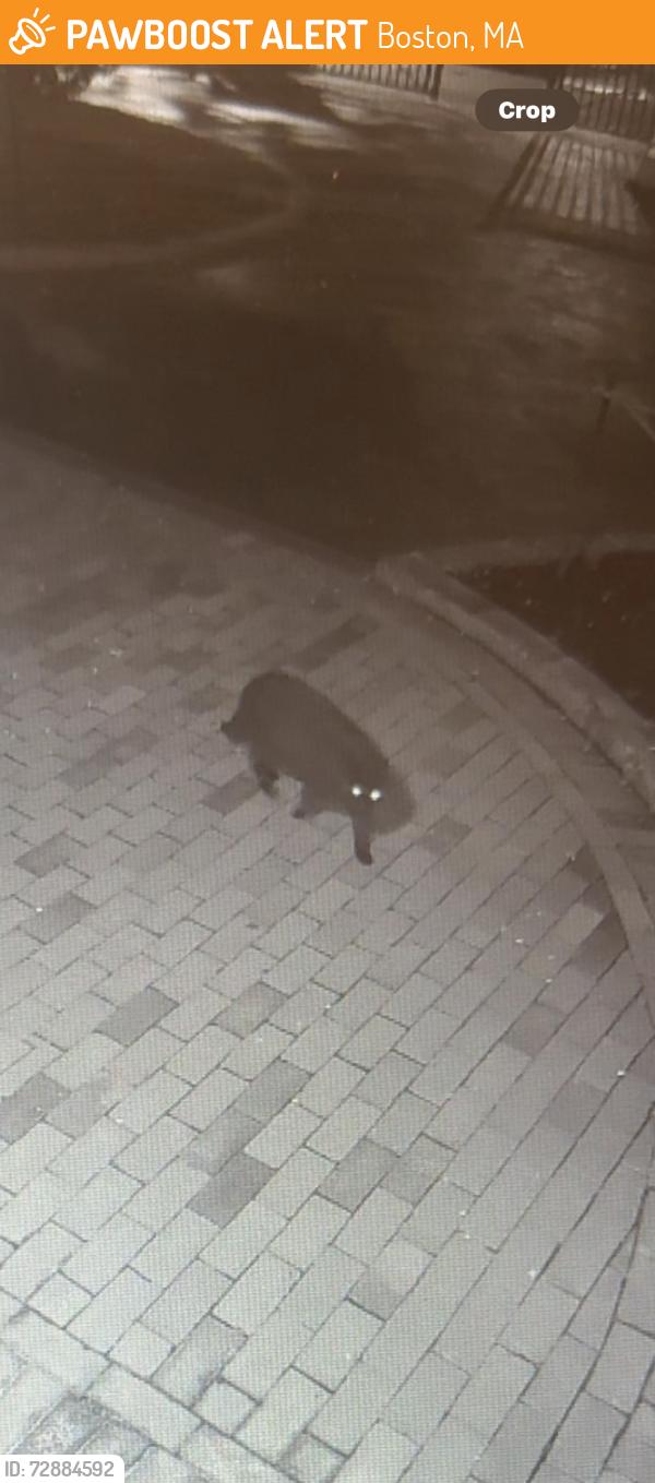 Found/Stray Unknown Cat last seen Near Commercial st, Boston Sargent Wharf lot, Boston, MA 02110