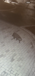 Found/Stray Unknown Cat last seen Near Commercial st, Boston  Sargent Wharf lot , Boston, MA 02110