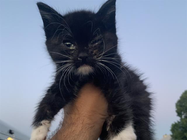 Shelter Stray Male Cat last seen GOLDEN WEST WAY & LOGAN ST, Sacramento, CA 95818