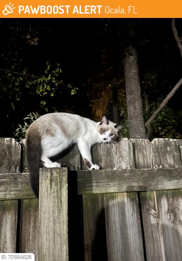 Found/Stray Unknown Cat last seen NE 23rd Ave and 28th stree, Ocala, FL 34470