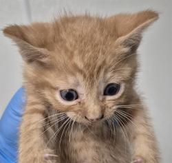 Shelter Stray Male Cat last seen Near BLOCK ETTER ST, BAKERSFIELD CA 93308, Bakersfield, CA 93308