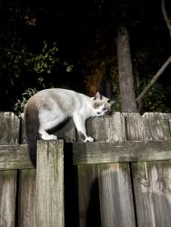 Found/Stray Unknown Cat last seen NE 23rd Ave and 28th stree, Ocala, FL 34470