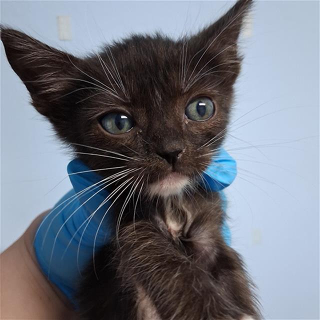 Shelter Stray Male Cat last seen Near BLOCK LERDO HWY, BAKERSFIELD CA 93263, Bakersfield, CA 93308