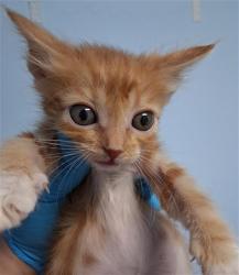 Shelter Stray Male Cat last seen Near BLOCK LERDO HWY, BAKERSFIELD CA 93263, Bakersfield, CA 93308