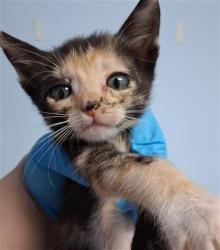 Shelter Stray Female Cat last seen Near BLOCK LERDO HWY, BAKERSFIELD CA 93263, Bakersfield, CA 93308