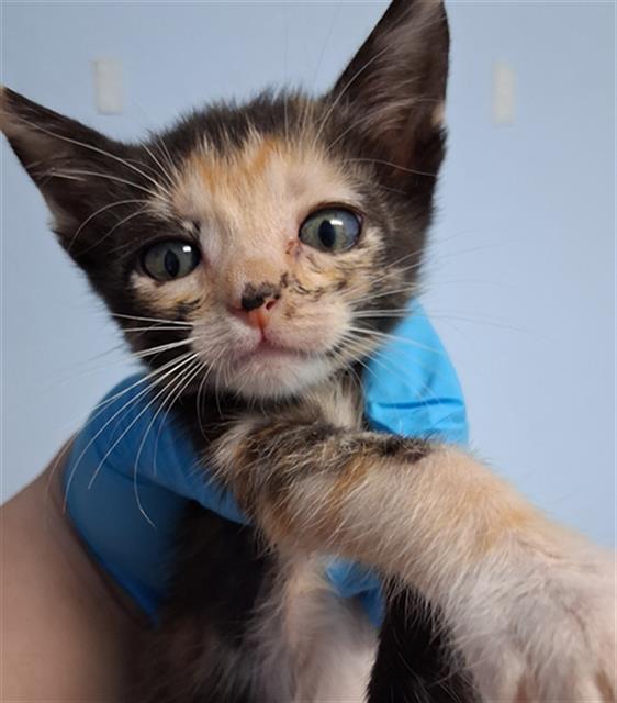 Shelter Stray Female Cat last seen Near BLOCK LERDO HWY, BAKERSFIELD CA 93263, Bakersfield, CA 93308