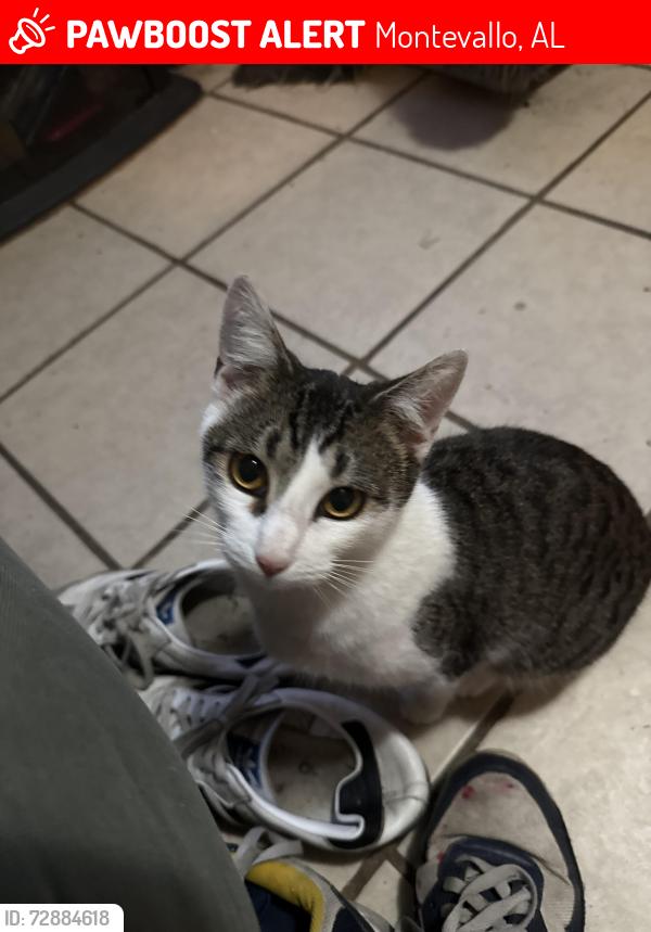 Lost Female Cat last seen Pioneer Ave, Montevallo, AL 35115