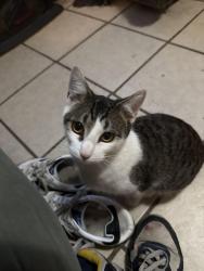 Lost Female Cat last seen Pioneer Ave, Montevallo, AL 35115
