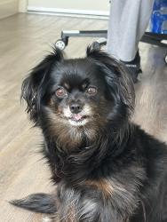 Reunited Female Dog last seen Broadway and central ave, Phoenix, AZ 85041