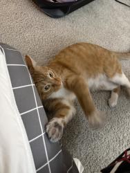 Found/Stray Male Cat last seen Archer, San Jose, CA 95112