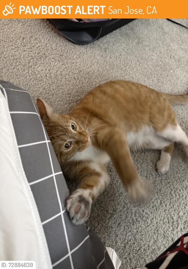 Found/Stray Male Cat last seen Archer, San Jose, CA 95112