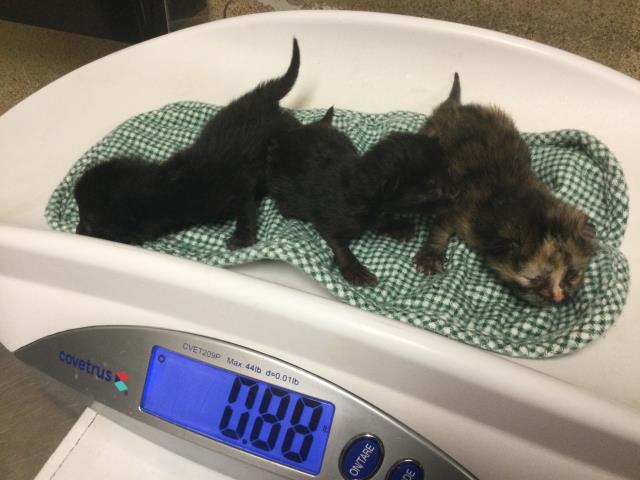 Shelter Stray Female Cat last seen AGATE ST & KIM LN, JURUPA VALLEY, CA 92509, Jurupa Valley, CA 92509