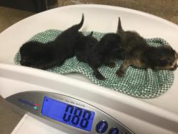 Shelter Stray Female Cat last seen AGATE ST & KIM LN, JURUPA VALLEY, CA 92509, Jurupa Valley, CA 92509