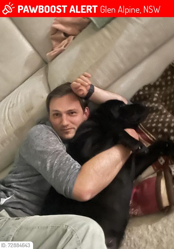 Lost Female Dog last seen Bilaver, Glen Alpine, NSW 2560