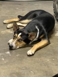Lost Female Dog last seen North highlands, McClellan Park, CA 95660