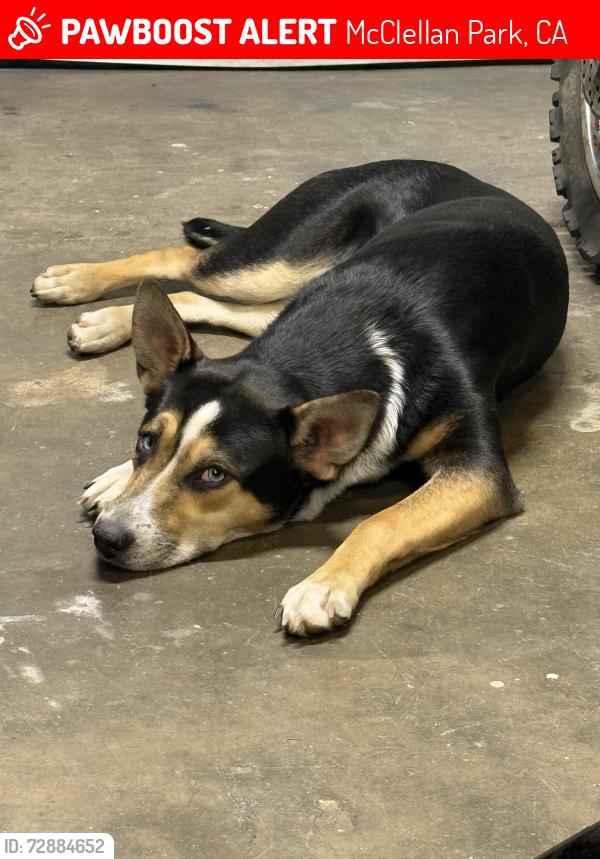Lost Female Dog last seen North highlands, McClellan Park, CA 95660