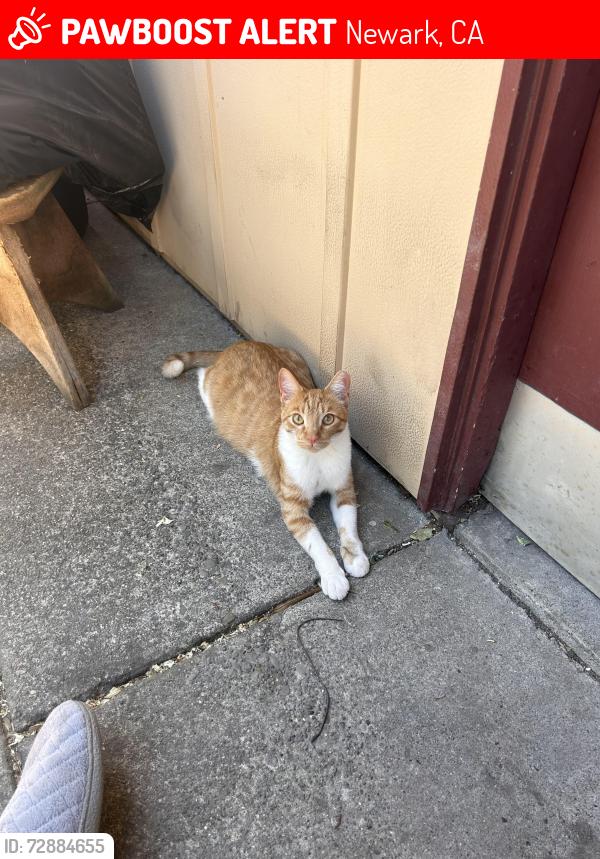 Lost Female Cat last seen Cedar Blvd. and Newark Blvd. (76 station), Newark, CA 94560