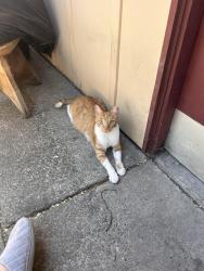 Lost Female Cat last seen Cedar Blvd. and Newark Blvd. (76 station), Newark, CA 94560