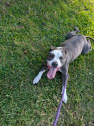 Found/Stray Male Dog last seen Prospect , Fort Lauderdale, FL 33309