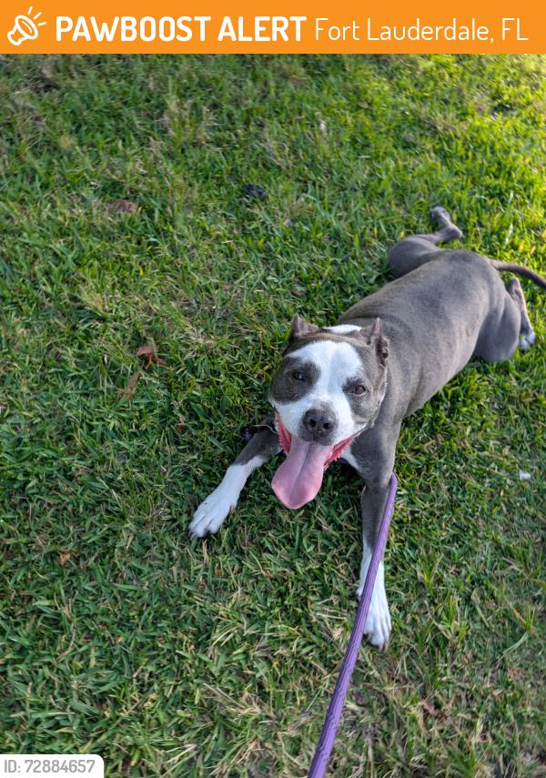 Found/Stray Male Dog last seen Prospect , Fort Lauderdale, FL 33309