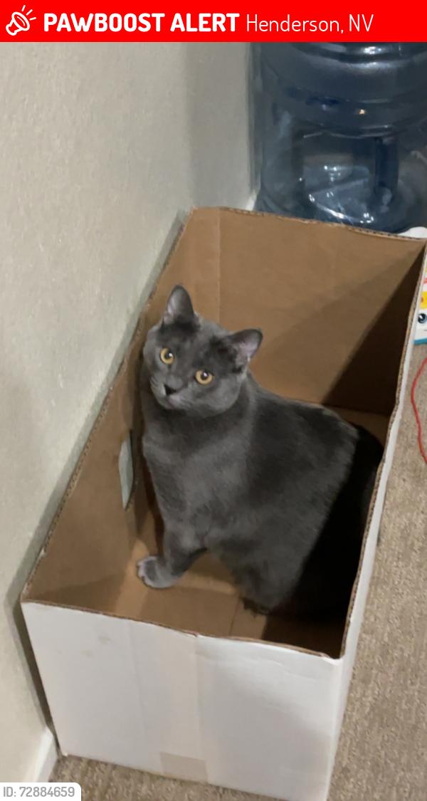Lost Female Cat last seen Heritage Park, Henderson, NV 89015