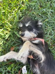 Lost Male Dog last seen eureka dr, Miami, FL 33177