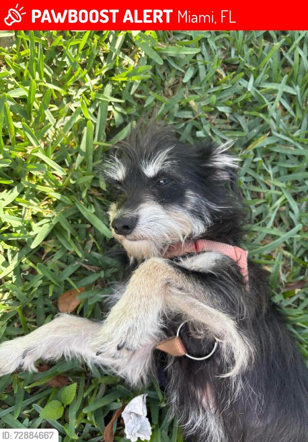 Lost Male Dog last seen eureka dr, Miami, FL 33177