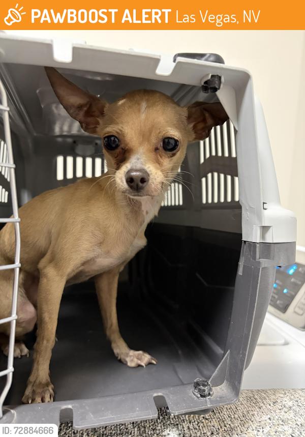 Found/Stray Female Dog last seen Desert inn and Paradise, Las Vegas, NV 89169