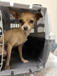 Found/Stray Female Dog last seen Desert inn and Paradise, Las Vegas, NV 89169