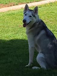 Reunited Male Dog last seen S 59th shields and I-35, Oklahoma City, OK 73149