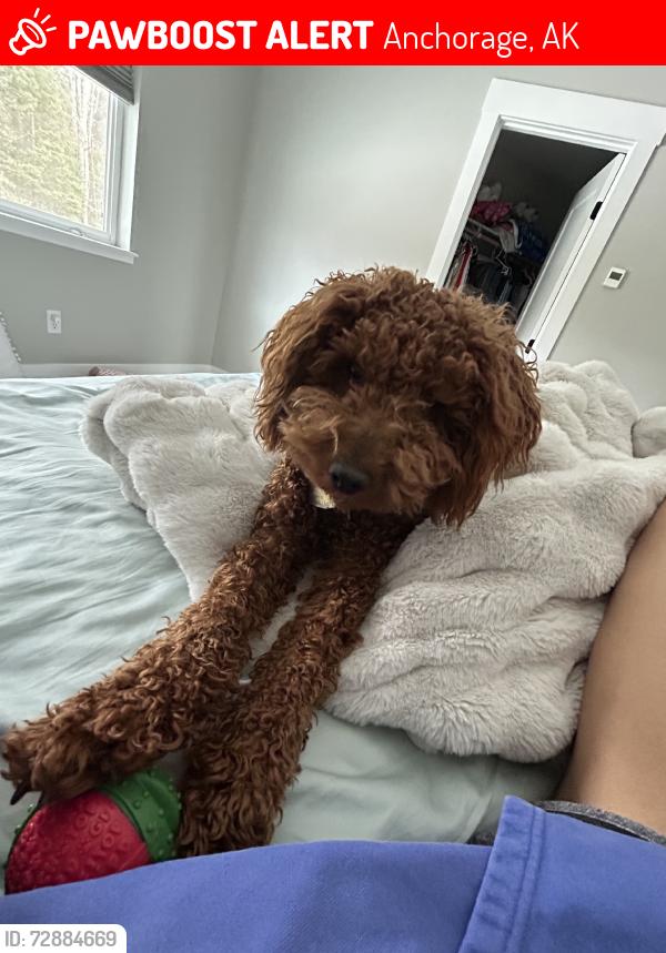 Lost Male Dog last seen Glen Alps Road, Anchorage, AK 99516