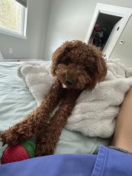 Lost Male Dog last seen Glen Alps Road, Anchorage, AK 99516