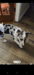 Reunited Male Dog last seen Sw 136th pl, Oklahoma City, OK 73170
