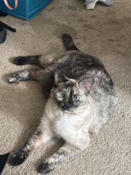 Lost Female Cat last seen University city, Universal City, TX 78148