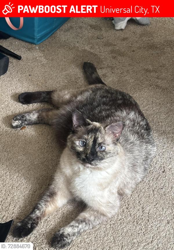 Lost Female Cat last seen University city, Universal City, TX 78148