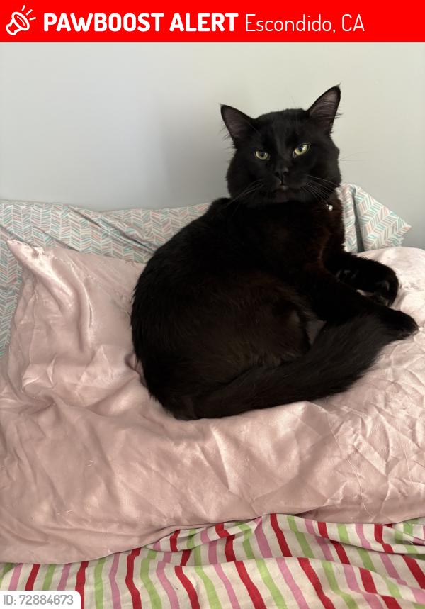 Lost Male Cat last seen Orange st, Escondido, CA 92025