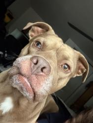 Lost Male Dog last seen Near n rosebud pt , Crystal River, FL 34428