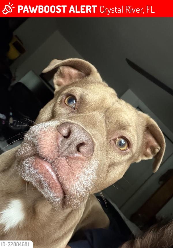 Lost Male Dog last seen Near n rosebud pt, Crystal River, FL 34428