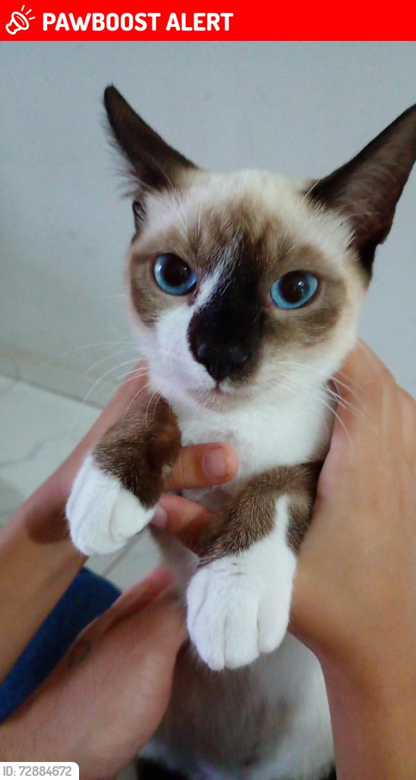 Lost Female Cat last seen Próximo a o Gootz beer , Jardim Paraíso, SC 89226-684