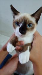 Lost Female Cat last seen Próximo a o Gootz beer , Jardim Paraíso, SC 89226-684