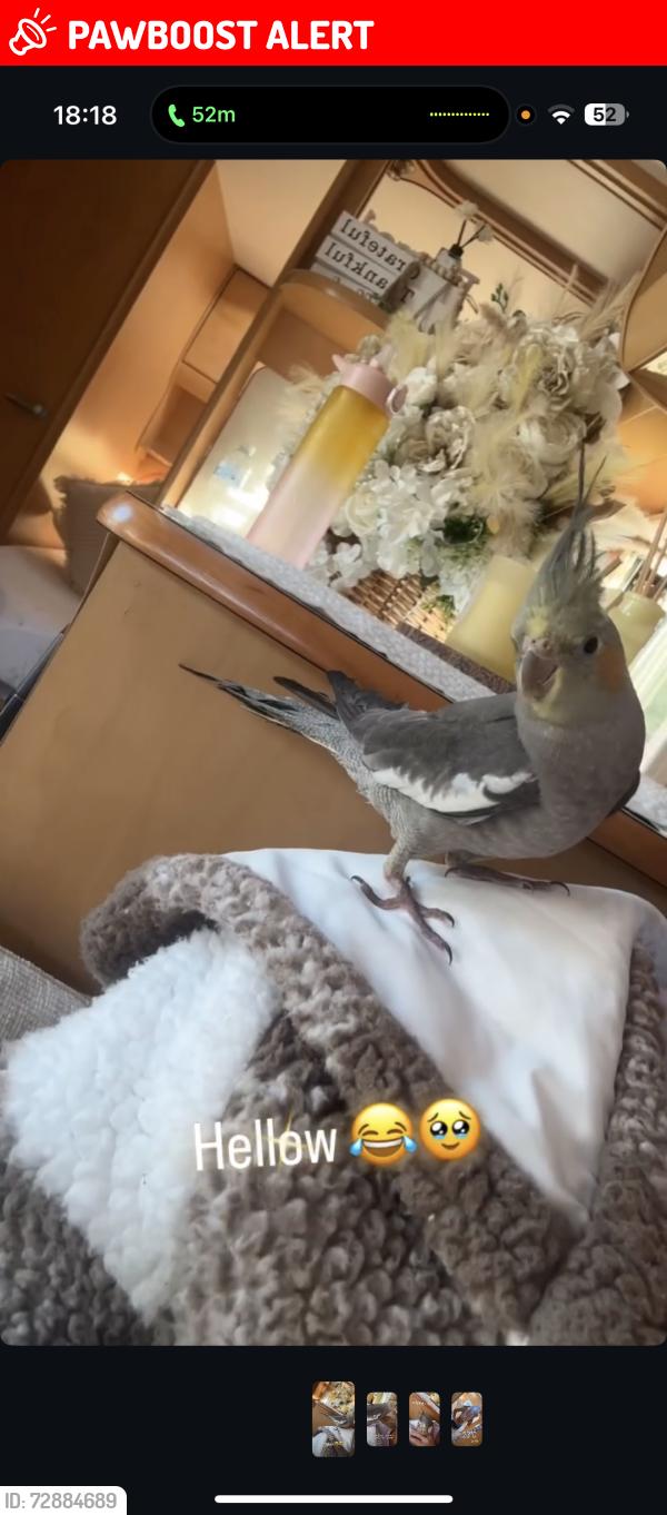 Lost Unknown Bird last seen Pizza island , Tingley, England WF3 1QY