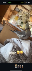 Lost Unknown Bird last seen Pizza island , Tingley, England WF3 1QY