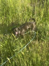 Lost Female Dog last seen Am/pm on fourth plain , Vancouver, WA 98682