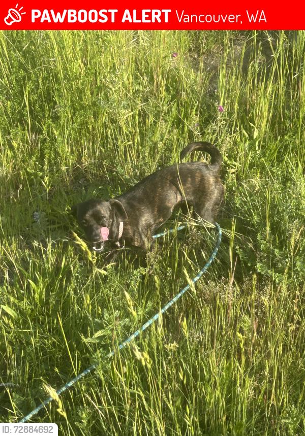 Lost Female Dog last seen Am/pm on fourth plain , Vancouver, WA 98682