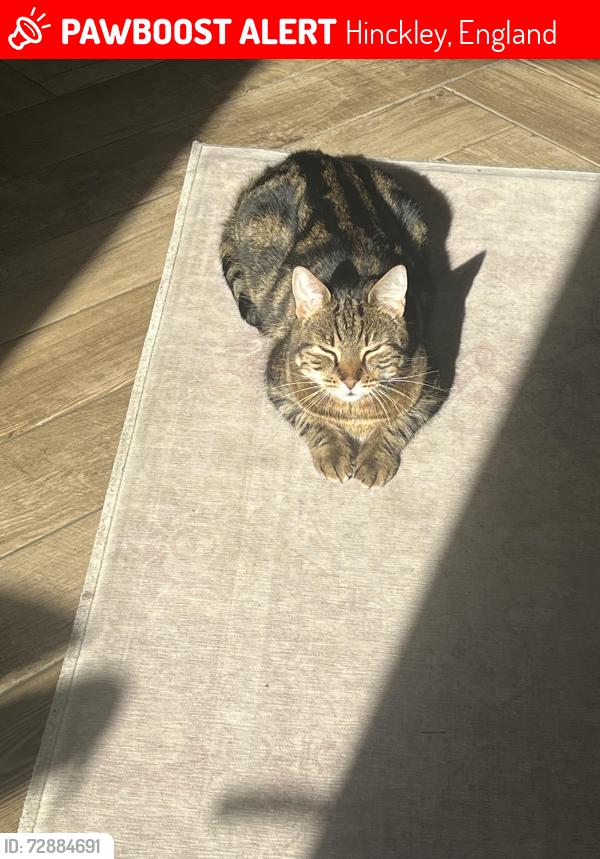 Lost Male Cat last seen Coventry Road, Hinckley, Hinckley, England 