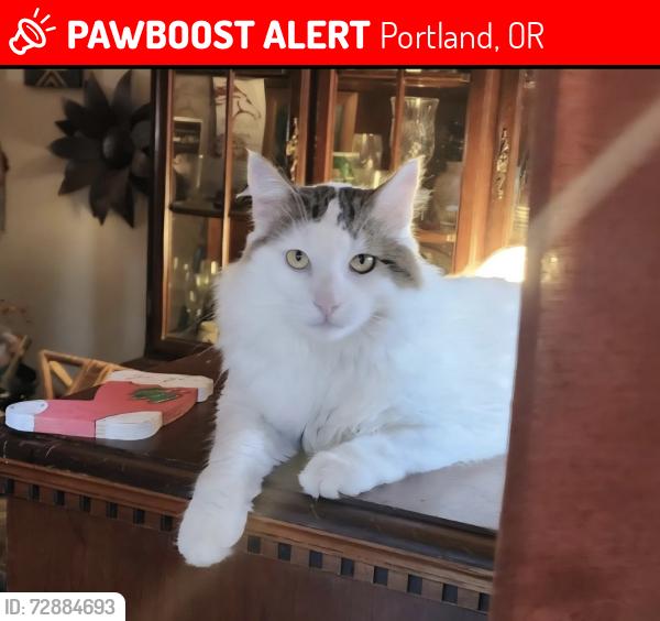 Lost Male Cat last seen 122nd Se Market, Portland, OR 97233
